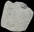 Partial Bumastus Ioxus Trilobite - New York #68523-1